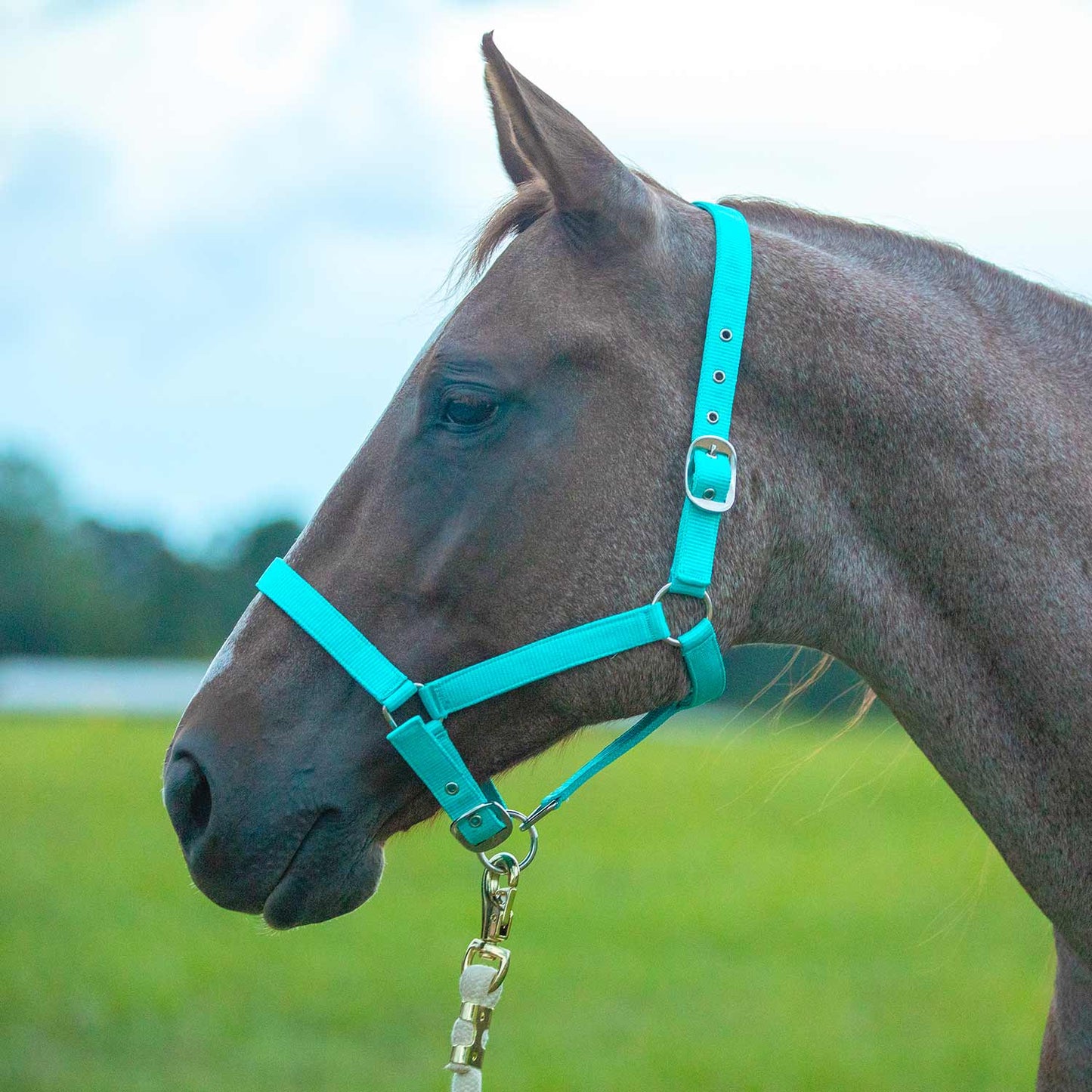 Jeffers Adjustable Nylon Horse Halter