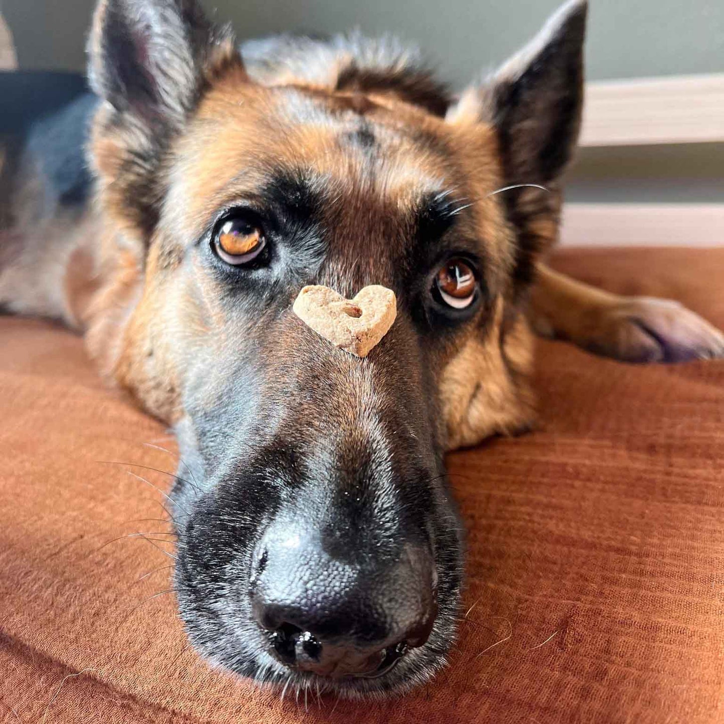 Wonder Bark Everyday All Natural Grain-Free