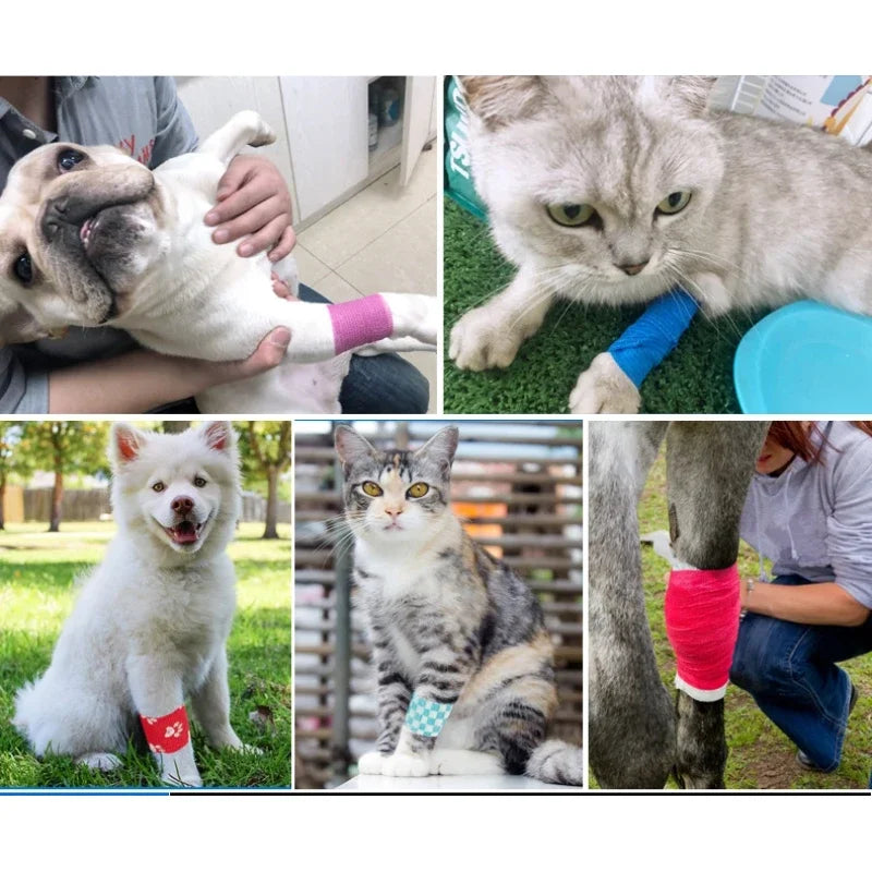 Ultimate Guide to Premium Pet Accessories for Stylish Cats & Dogs 2026 My Pet Store