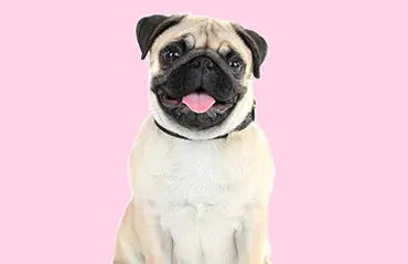 Easy ways to teach your dog tricks - My Pet Store