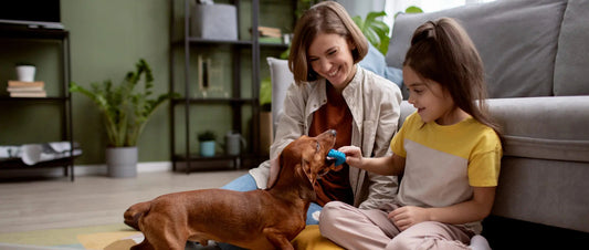 10 Must-Have Pet Products Every Pet Parent Swears By - My Pet Store