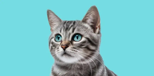 Deciphering your cat’s language - My Pet Store