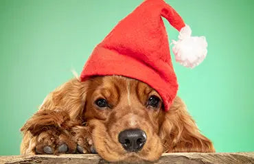 8 Tips for taking the perfect photo of your pet - My Pet Store