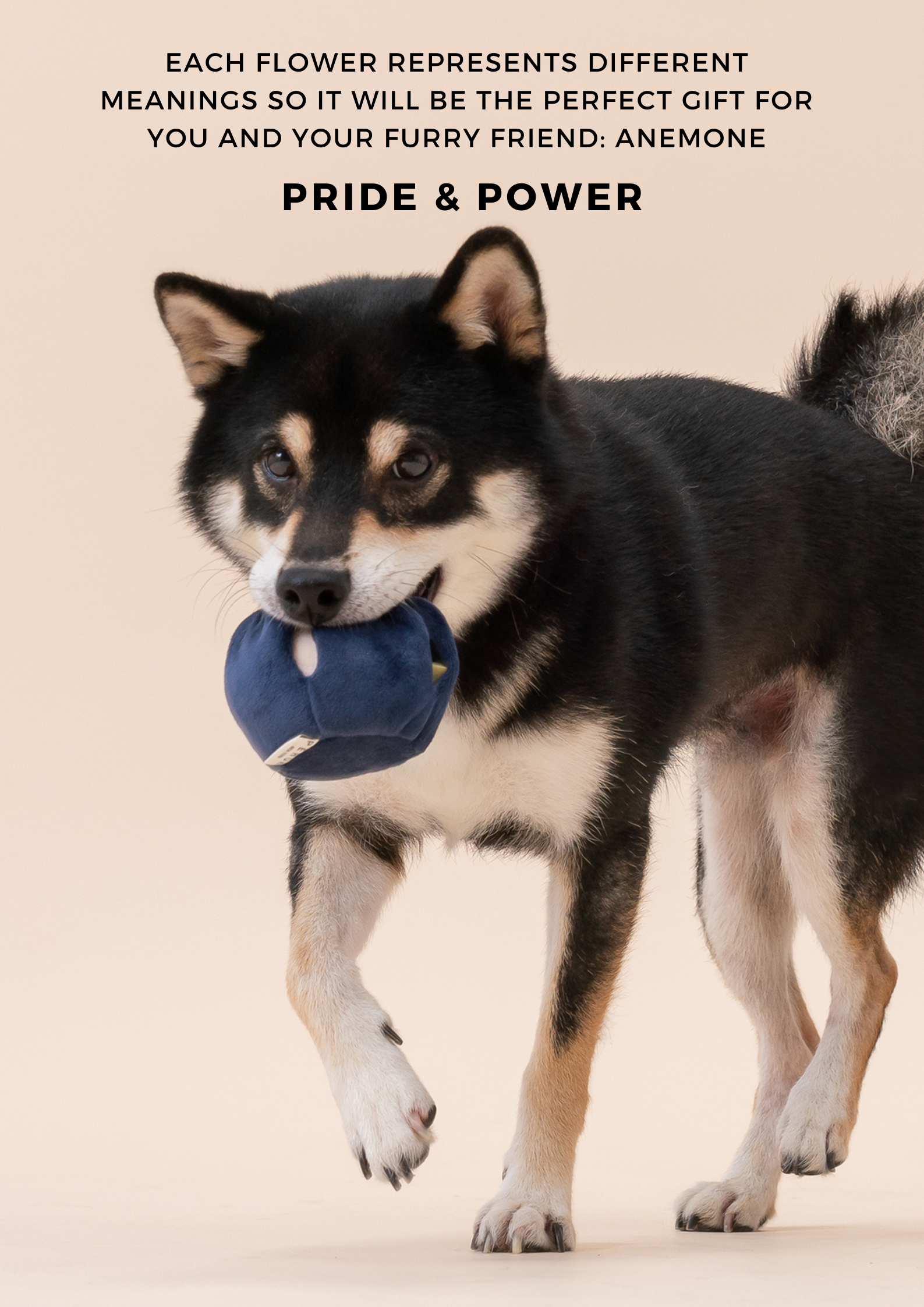 PARADISE PET TOY Anemone