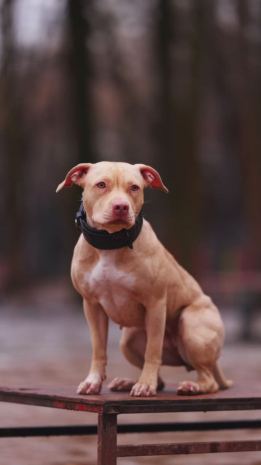 BATMAN Collar