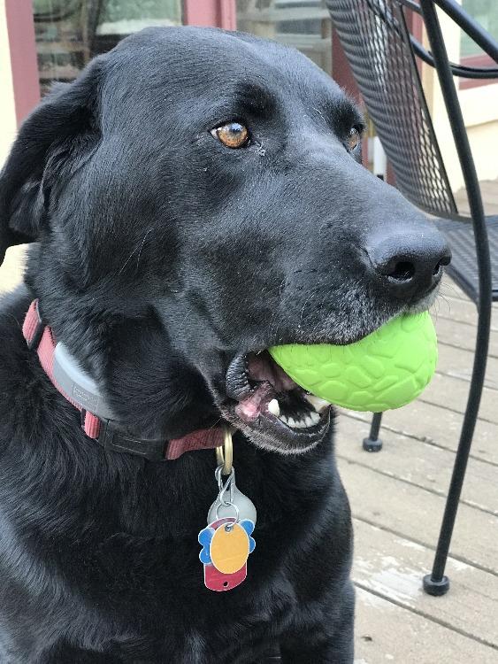 SodaPup Dinosaur Egg Dog Chew Toy and Treat Dispenser