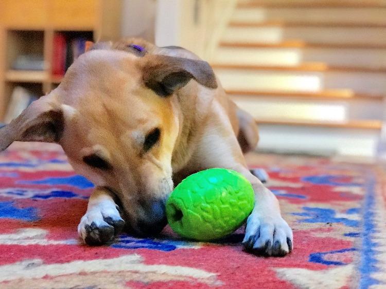 SodaPup Dinosaur Egg Dog Chew Toy and Treat Dispenser