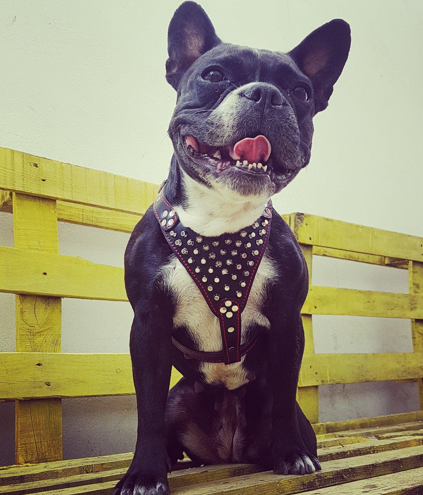 Frenchie Studded Leather Harness Small 