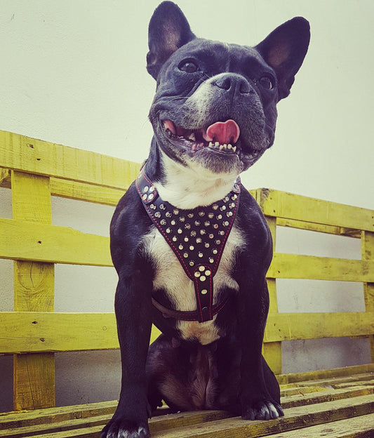Frenchie Studded Leather Harness Small 