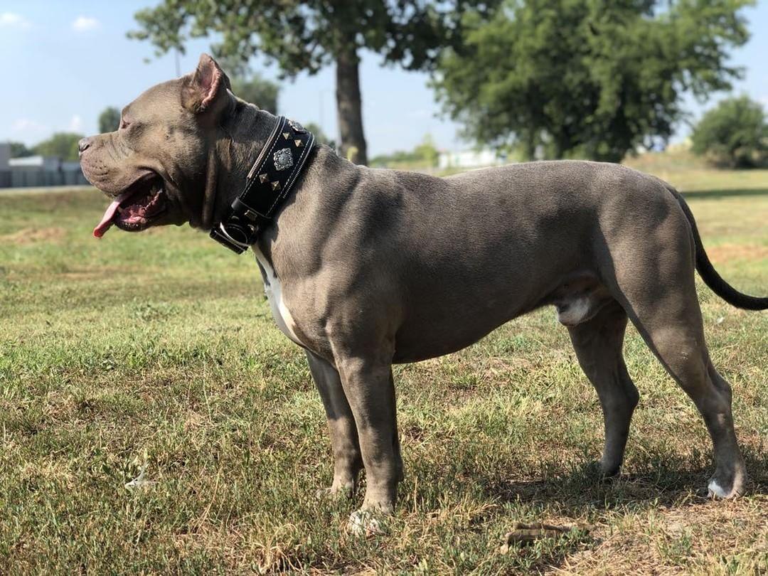 Aztec Black Dog Collar