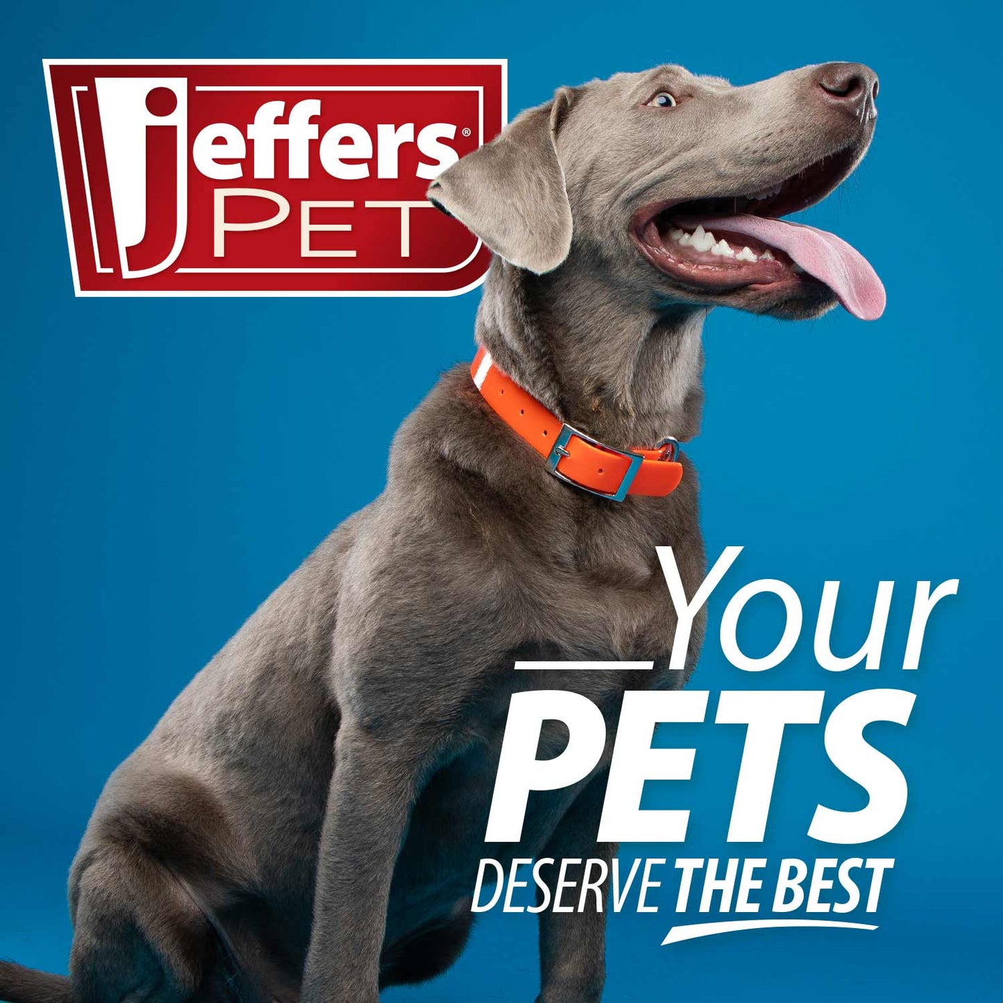 Digestive Support for Dogs