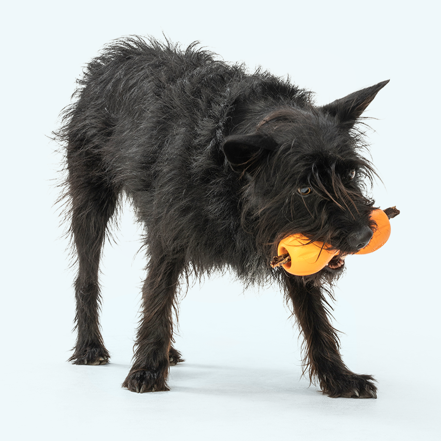 West Paw Qwizl Treat Puzzle Toy