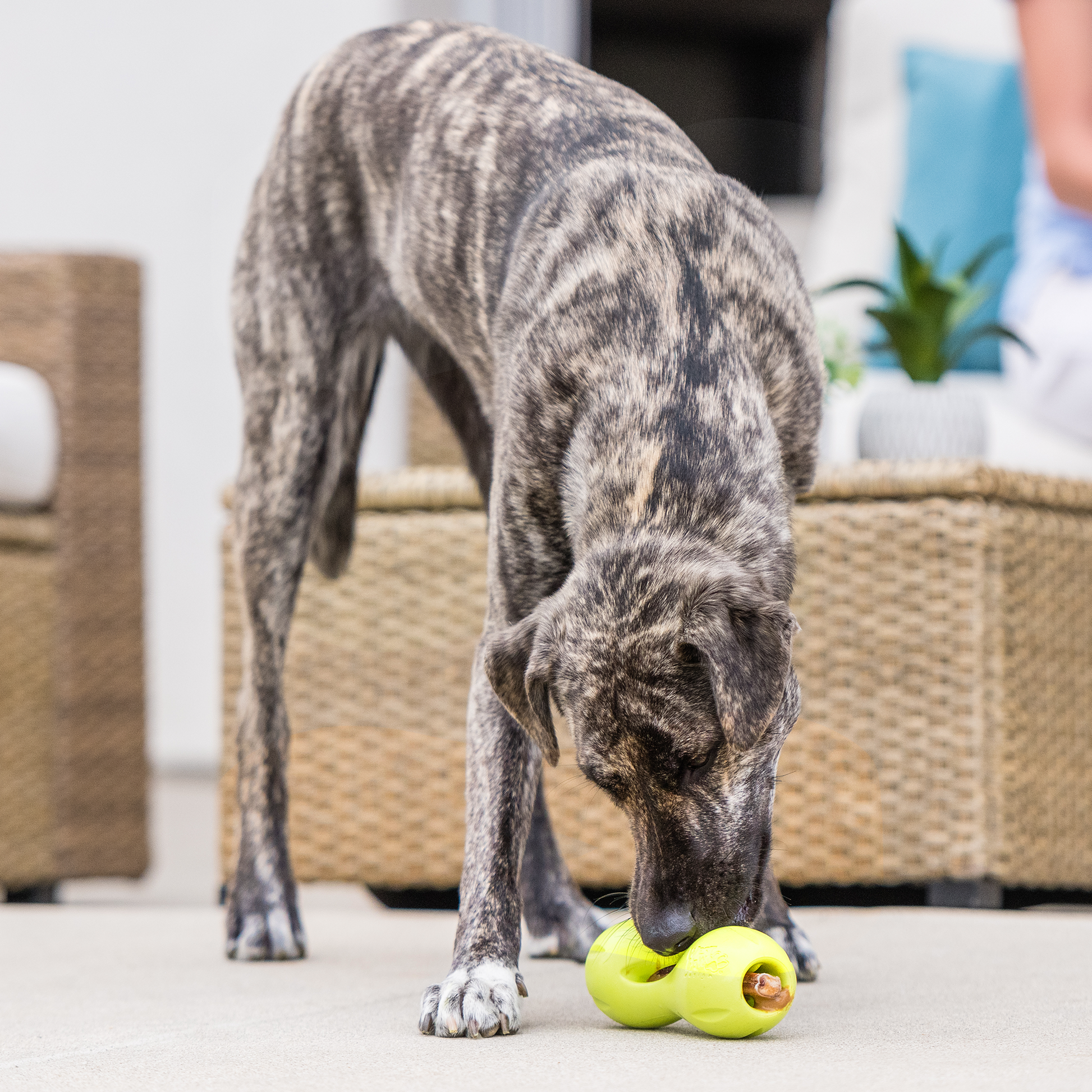West Paw Qwizl Treat Puzzle Toy