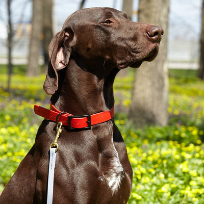 Biothane Working Dog Lead 6ft