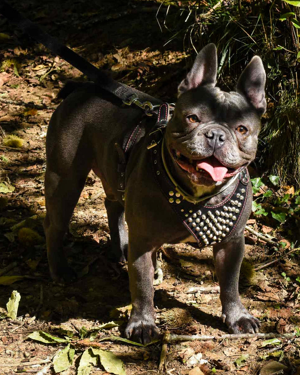 Frenchie Studded Leather Harness Small 