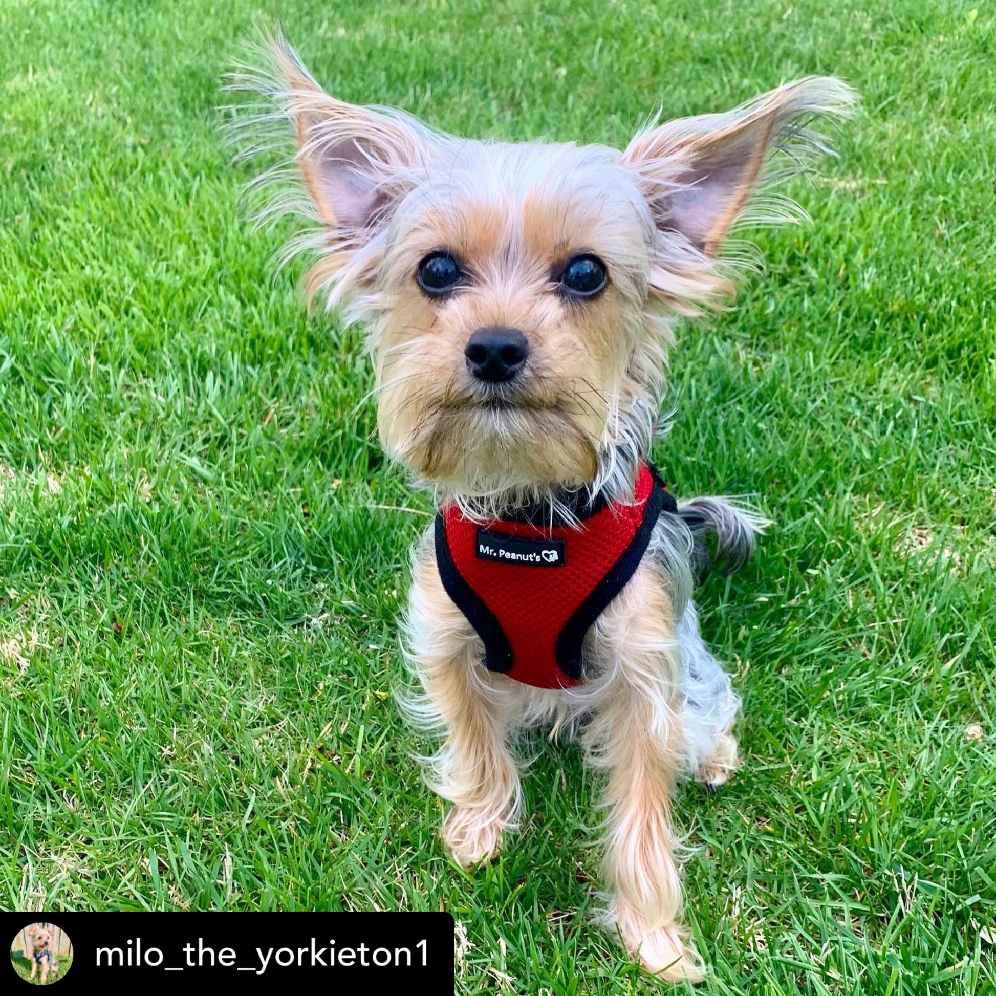 Mr. Peanut's PupTrek Soft Mesh Pet Harness with Matching Leash – Adjustable, Breathable, Choke-Free