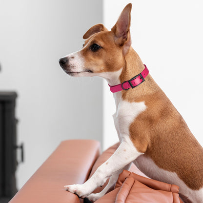 Dogline Biothane Waterproof Dog Collar with Black Hardware - Size XS (9 to 12 inches)