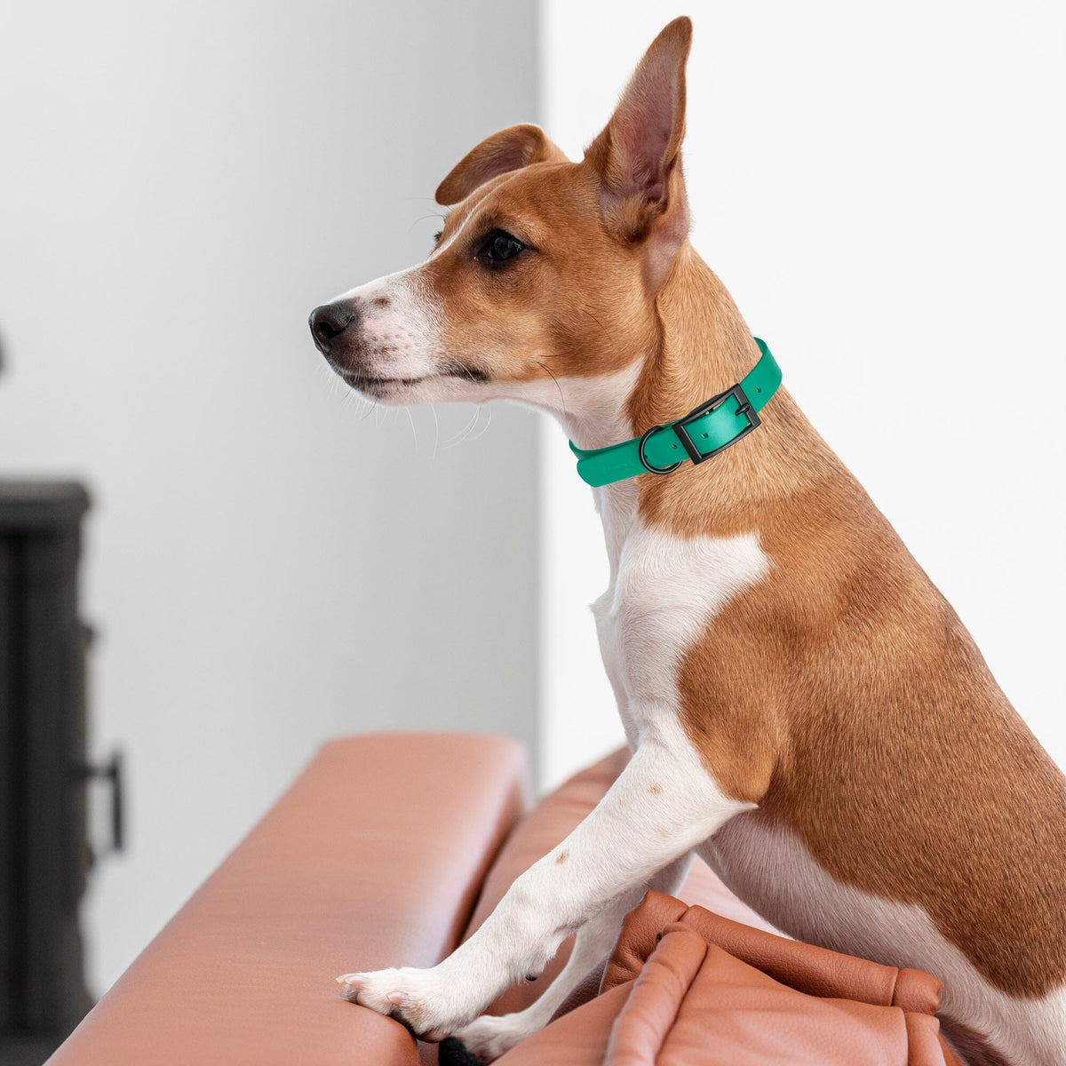 BioThane Waterproof Dog Collar - XS: L 12"-15" x W 5/8" - Black OR Brass Hardware
