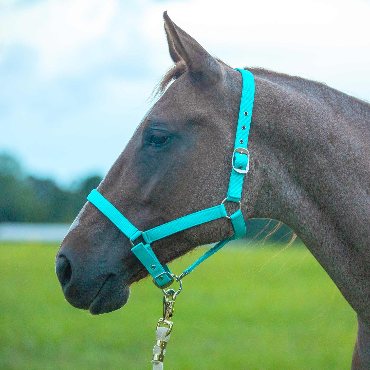 Jeffers Adjustable Nylon Horse Halter
