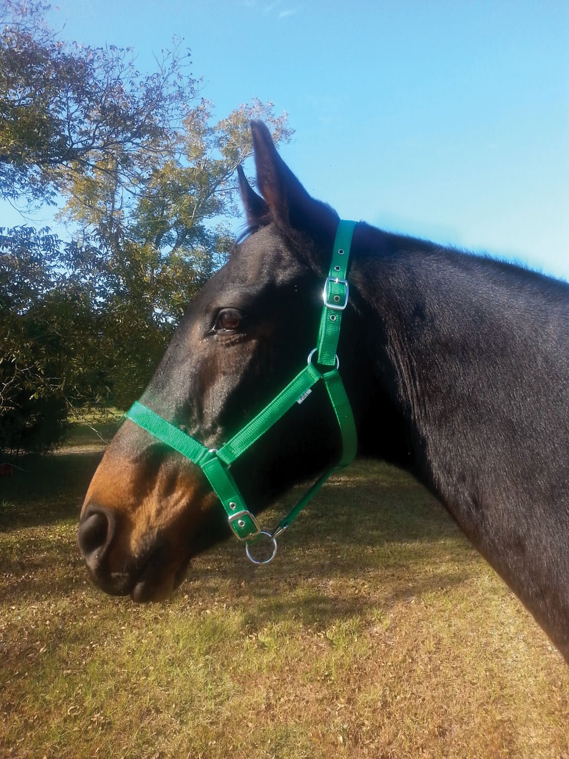 Jeffers Adjustable Nylon Horse Halter