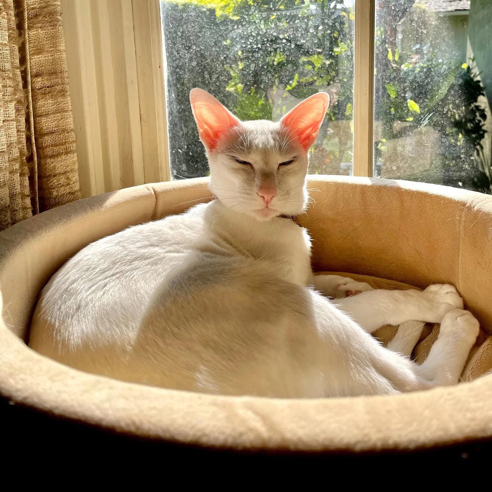 Indoor Heated Cat Bed