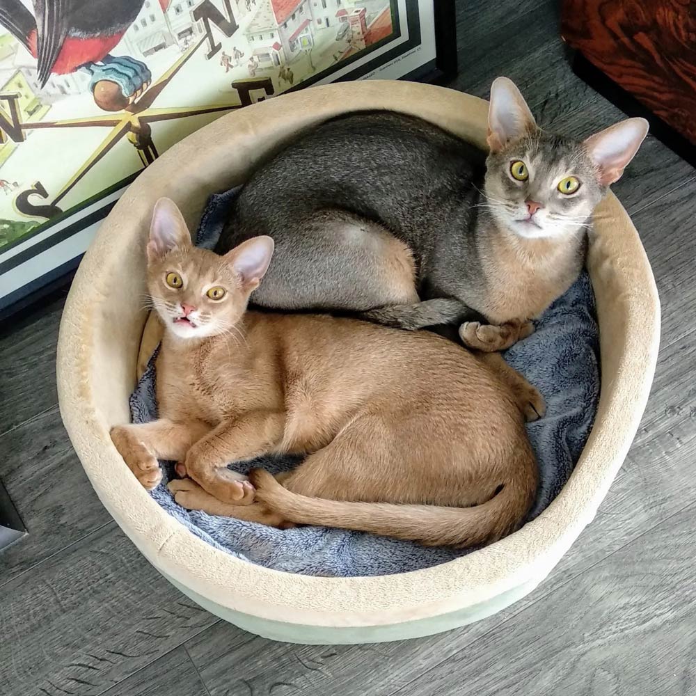 Indoor Heated Cat Bed