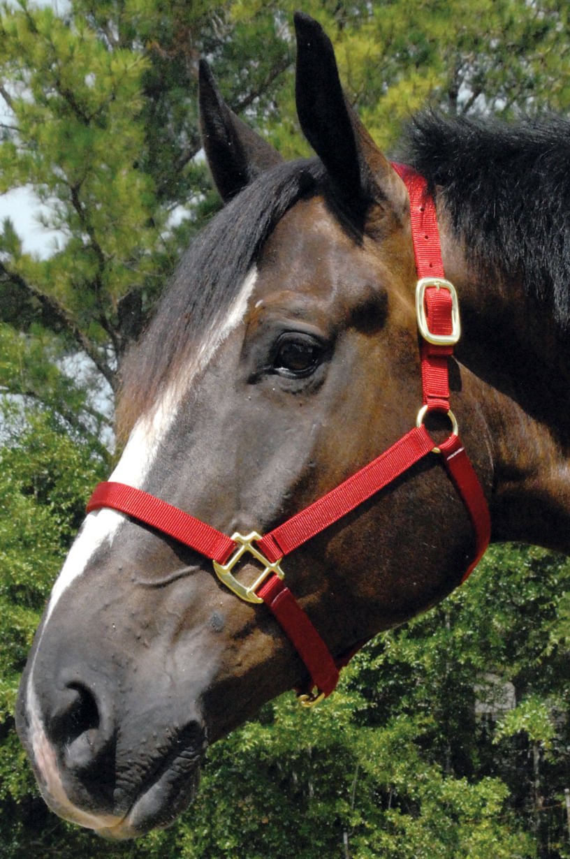 Premium Nylon Weanling & Yearling Horse Halter
