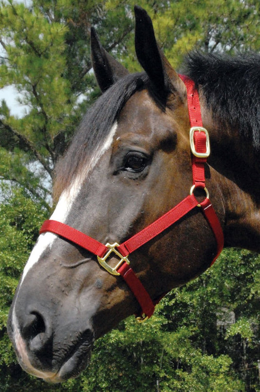 Premium Nylon Weanling & Yearling Horse Halter